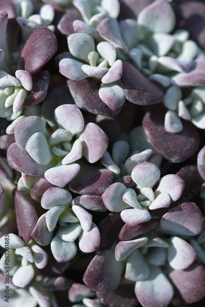 Broadleaf stonecrop Broadleaf stonecrop