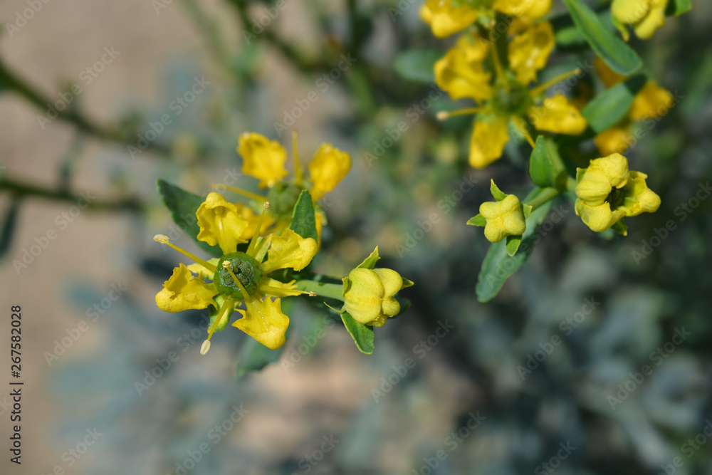 Common rue Common rue