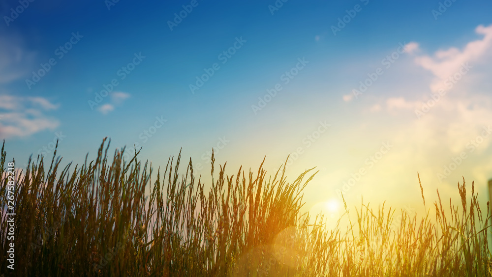 Green grass On summer Field - Abstract sunset Landscape Green grass On summer Field - Abstract sunset Landscape