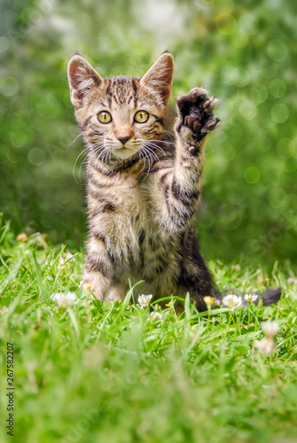 Cute cat kitten sitting in a green grass meadow holding up the left paw, a real beckoning cat pose 