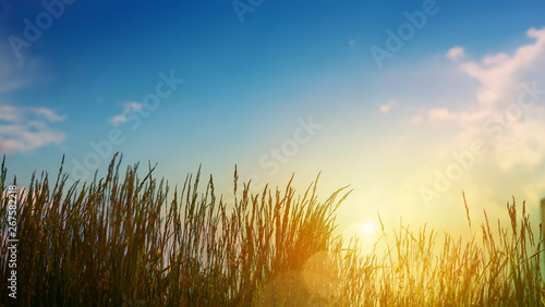 Green grass On summer Field - Abstract sunset Landscape