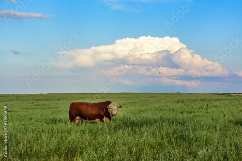 Bull breeding in the Argentine countryside © foto4440