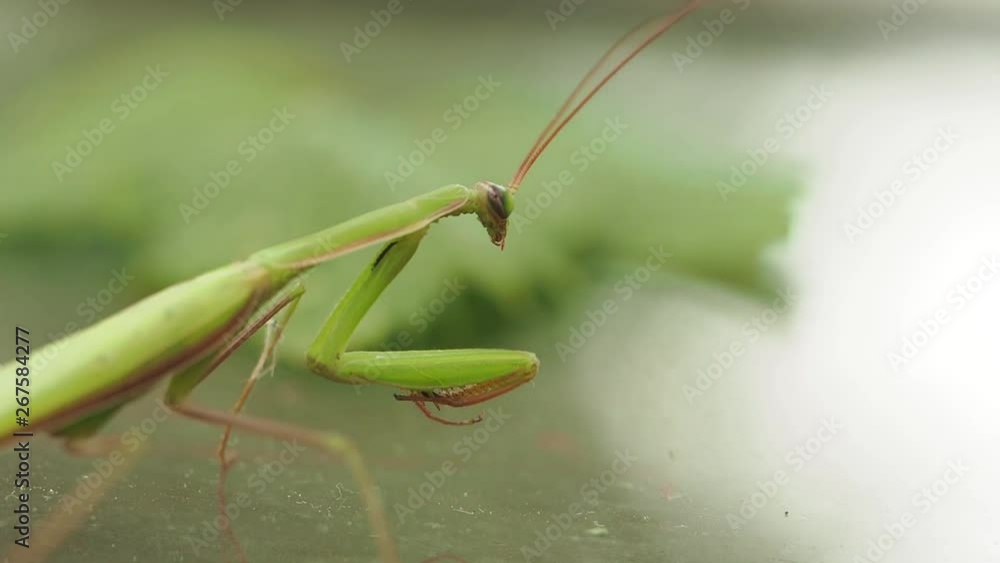 Macro photography of an insect in nature Mantis on the table near the green leaf Macro photography of an insect in nature Mantis on the table near the green leaf