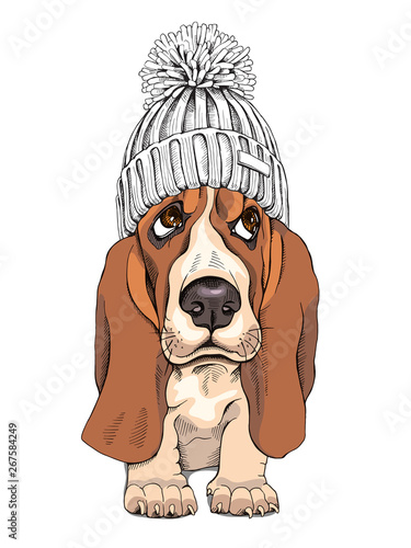 Puppy Basset Hound in a Knitted Cap with pompom. Vector illustration.