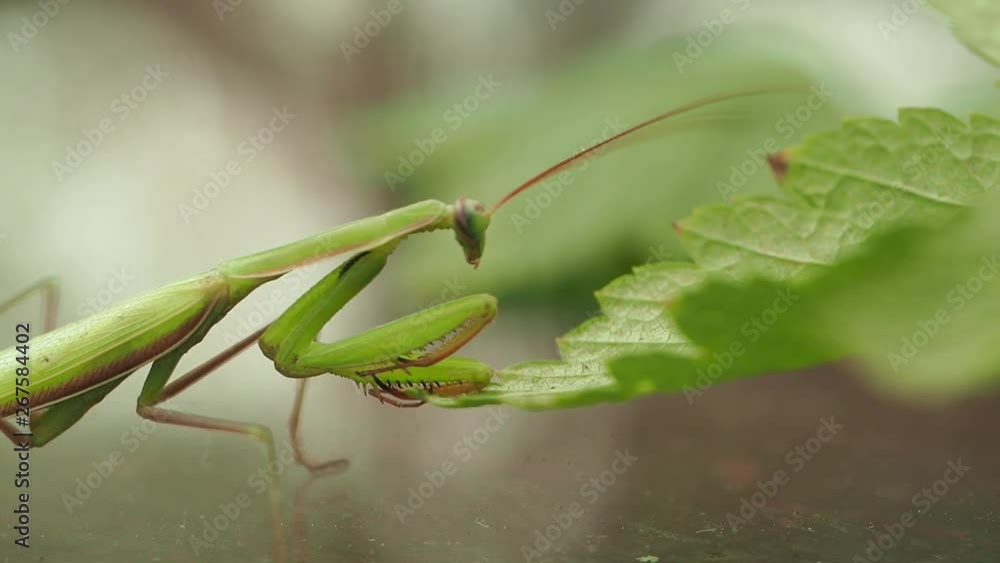 Macro photography of an insect in nature Mantis on the table near the green leaf Macro photography of an insect in nature Mantis on the table near the green leaf