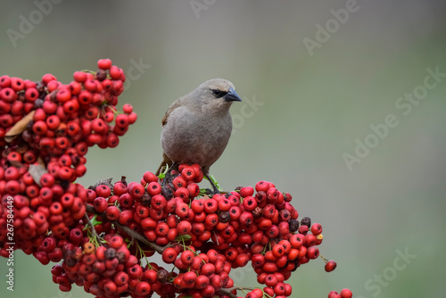 Bird eating red fruits,Patagonia Argentina