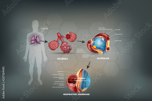 Human lungs, Alveoli anatomy