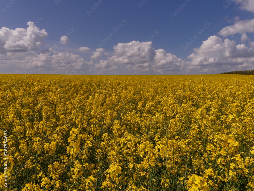 Rapeseed or rape (Brássica nápus) - herbaceous plant of the family Cruciferae (Brassicaceae). Important food, technical and fodder plant. It is also used to produce biofuels. Rapeseed or rape (Brássica nápus) - herbaceous plant of the family Cruciferae (Brassicaceae). Important food, technical and fodder plant. It is also used to produce biofuels.