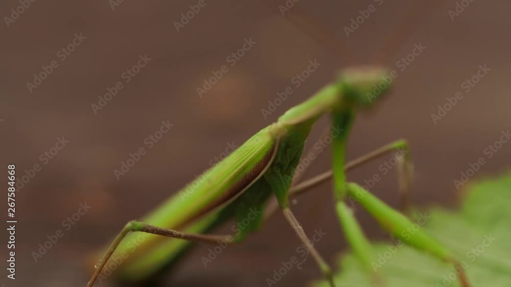 Macro photography of an insect in nature  Mantis on the table near the green leaf