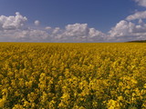 Rapeseed or rape (Brássica nápus) - herbaceous plant of the family Cruciferae (Brassicaceae). Important food, technical and fodder plant. It is also used to produce biofuels.