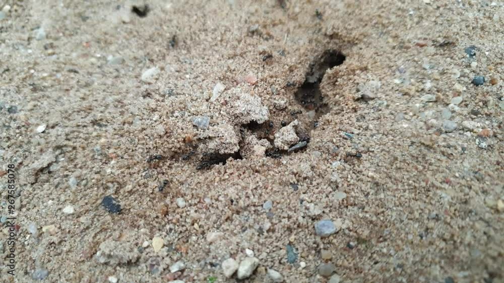 Anthill and ants close-up slow motion Anthill and ants close-up slow motion