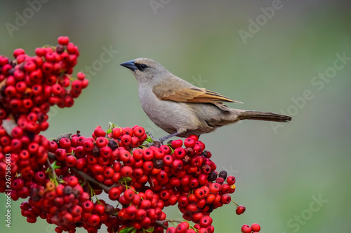 Bird eating red fruits,Patagonia Argentina