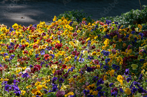 Pflanzen Blumen Sommer Feeling 2019 Lichtspiel  photo