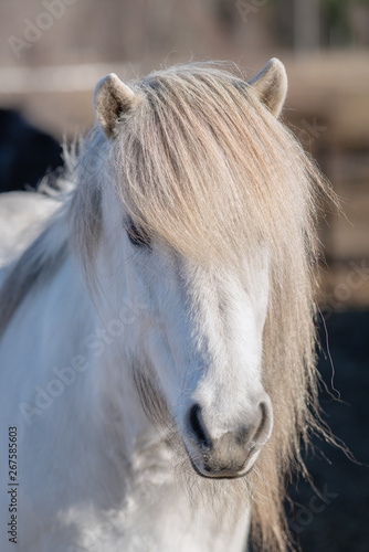 White Icelandic horse with long gray mane