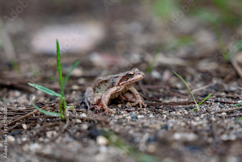 frog in the grass in the forest