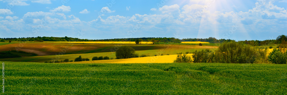 Banner 3:1. Green wheat and Yellow rapeseed fields in bloom. Spring background. Copy space. Soft focus