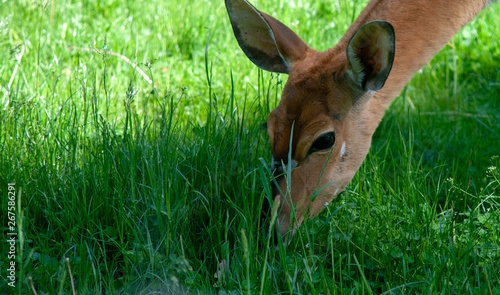 Zoo Dresden Zoo Tiere 2019 Tier Photos  photo