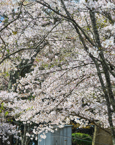 Wallpaper Mural Cherry blossom in Yoshino Park, Japan Torontodigital.ca