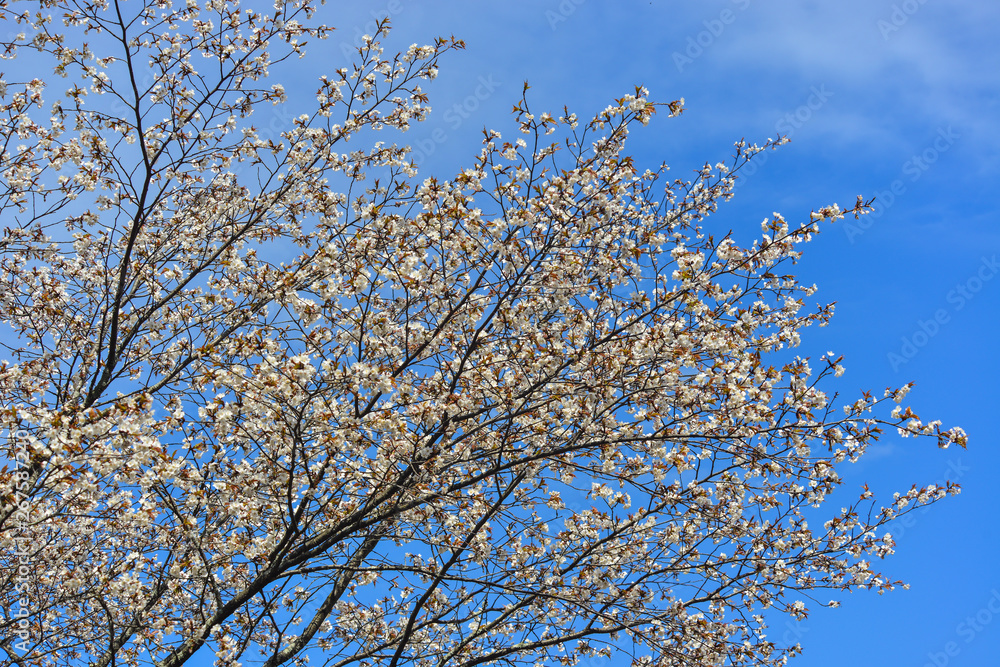 Cherry blossom in Yoshino Park, Japan Cherry blossom in Yoshino Park, Japan