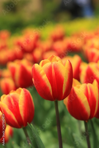 Eine Menge Tulpen im Fruehling