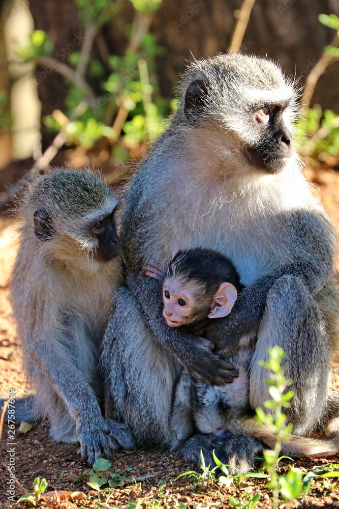 Vevet Monkey Affe mit Baby Vevet Monkey Affe mit Baby