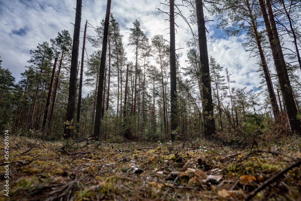 Fototapeta premium path in the Pine forest