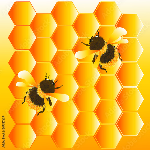 the worker bees collect honey in the honeycomb.eps