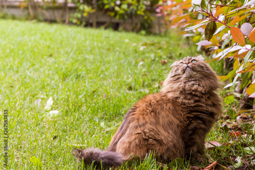 Curious little cat with long hair outdoor in a garden, siberian purebred kitten Curious little cat with long hair outdoor in a garden, siberian purebred kitten