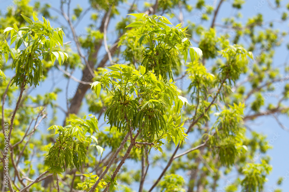 Pecan blossom in a nut plantation Pecan blossom in a nut plantation