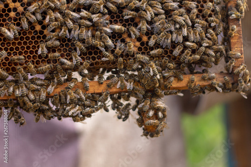 Bees are working in an open hive, which serves a beekeeper