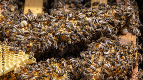 Bees are working in an open hive, which serves a beekeeper