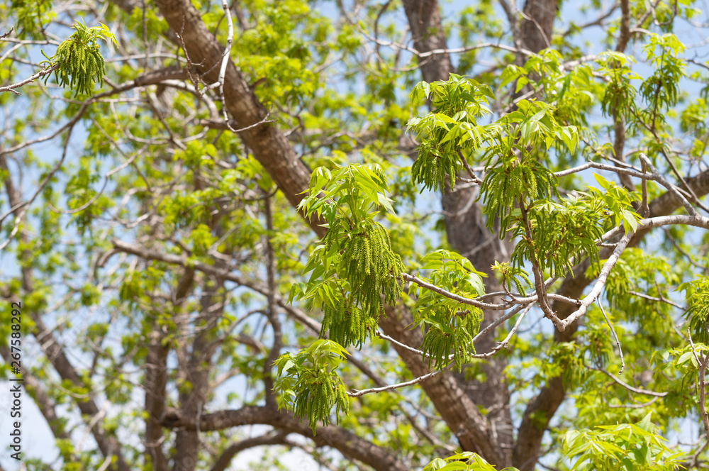 Pecan blossom in a nut plantation Pecan blossom in a nut plantation