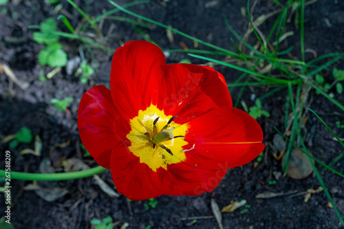 colorful spring tulips varieties Ile de France