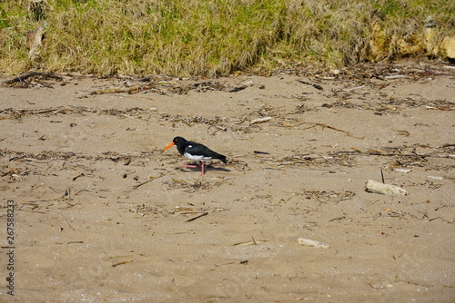 View of a wild New Zealand tern bird in the Bay of Islands, New Zealand photo