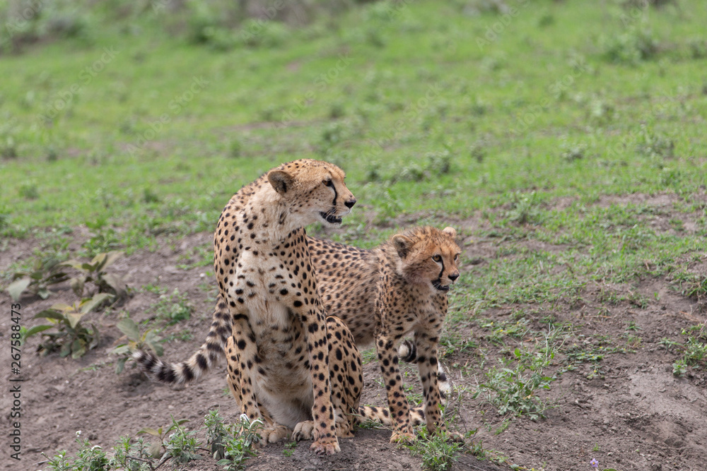 Beautiful Cheetah and her older Cub in the Serengeti Plains of Tanzania Africa Beautiful Cheetah and her older Cub in the Serengeti Plains of Tanzania Africa
