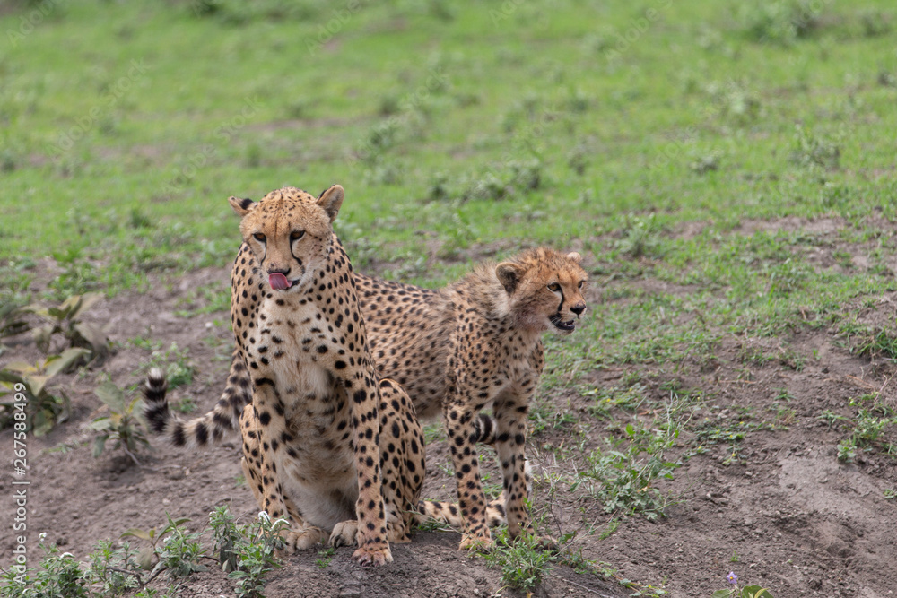Beautiful Cheetah and her older Cub in the Serengeti Plains of Tanzania Africa Beautiful Cheetah and her older Cub in the Serengeti Plains of Tanzania Africa