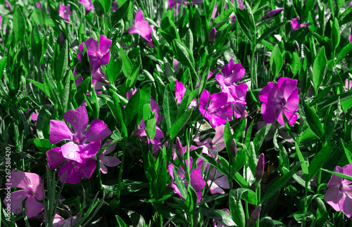 periwinkle background, purple and green. beautiful nature