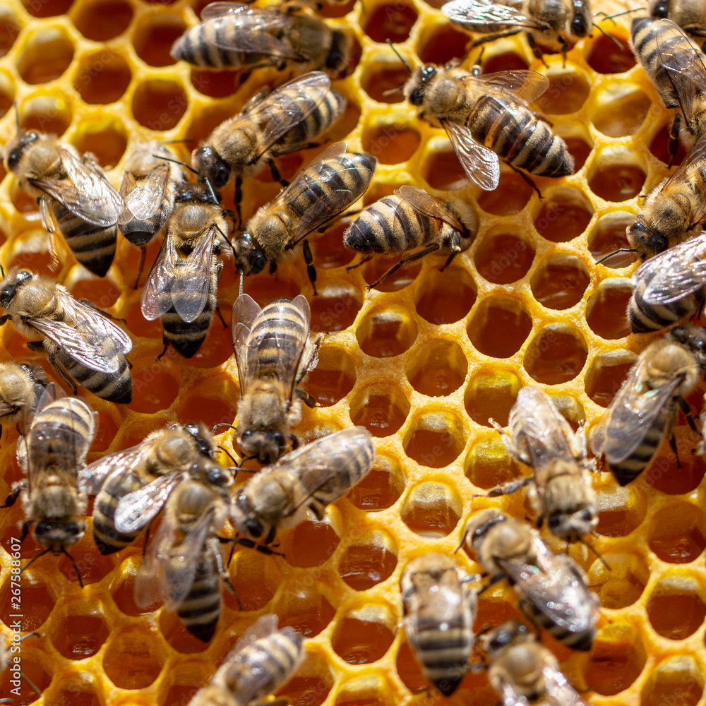 The concept of beekeeping, the texture of a honeycomb cell, on which the bees move and work. back ground The concept of beekeeping, the texture of a honeycomb cell, on which the bees move and work. back ground