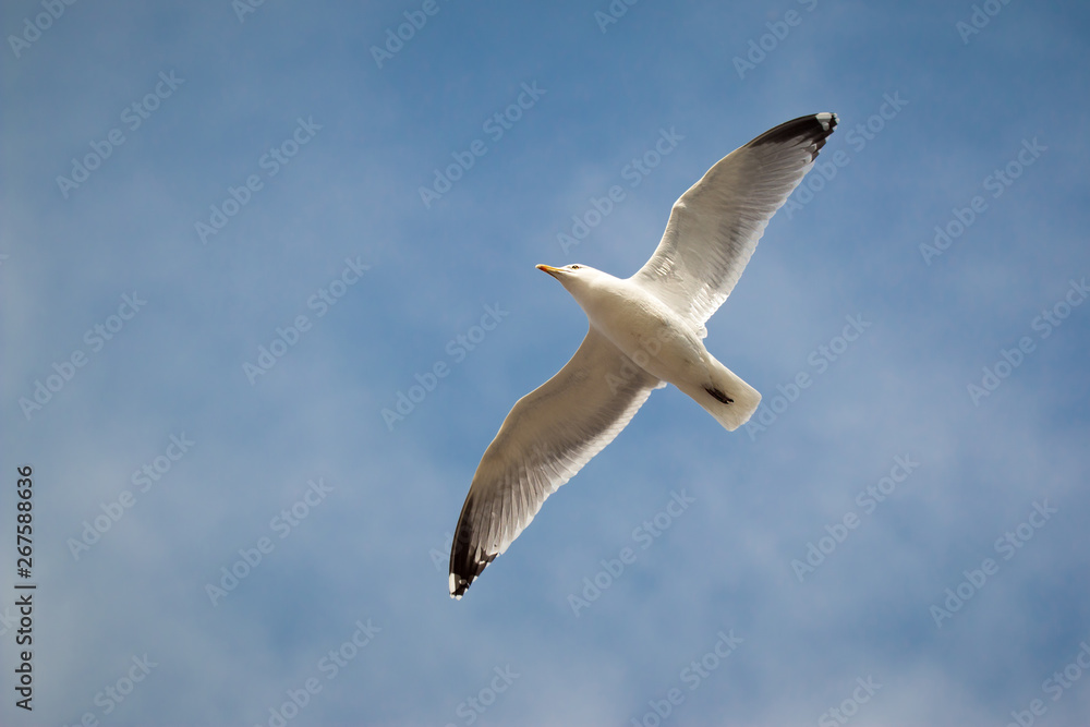 British Herring Gull (Larus argentatus argenteus, Seagull) flying in the Summer Sky above a coastal Tynemouth beach in the North East of England