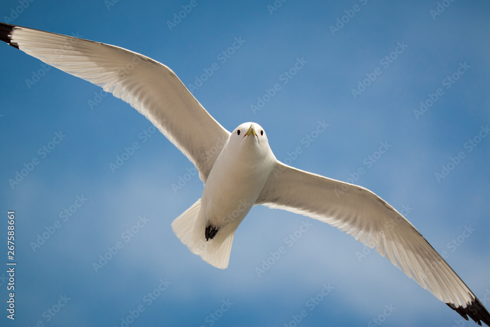 Obraz premium British Herring Gull (Larus argentatus argenteus, Seagull) flying in the Summer Sky above a coastal Tynemouth beach in the North East of England