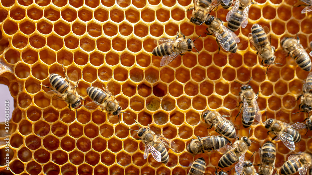 The concept of beekeeping, the texture of a honeycomb cell, on which the bees move and work. back ground The concept of beekeeping, the texture of a honeycomb cell, on which the bees move and work. back ground