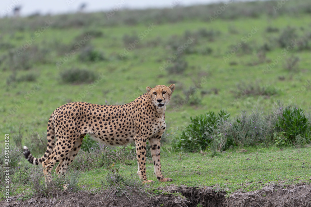 Beautiful Cheetah and her older Cub in the Serengeti Plains of Tanzania Africa Beautiful Cheetah and her older Cub in the Serengeti Plains of Tanzania Africa