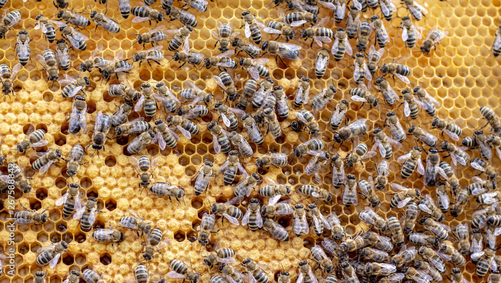 The concept of beekeeping, the texture of a honeycomb cell, on which the bees move and work. back ground The concept of beekeeping, the texture of a honeycomb cell, on which the bees move and work. back ground