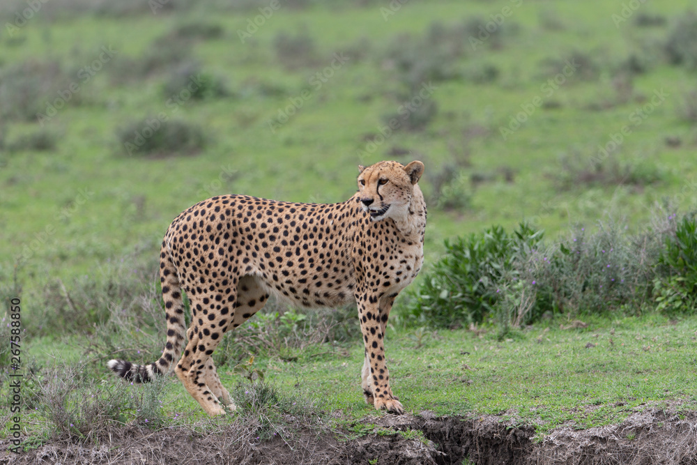 Beautiful Cheetah and her older Cub in the Serengeti Plains of Tanzania Africa Beautiful Cheetah and her older Cub in the Serengeti Plains of Tanzania Africa