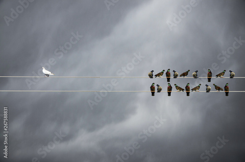 Racism concept, White and Black birds on wire