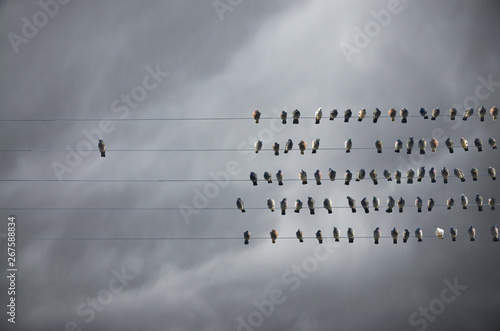 Individuality concept, birds on a wire, alone against mass