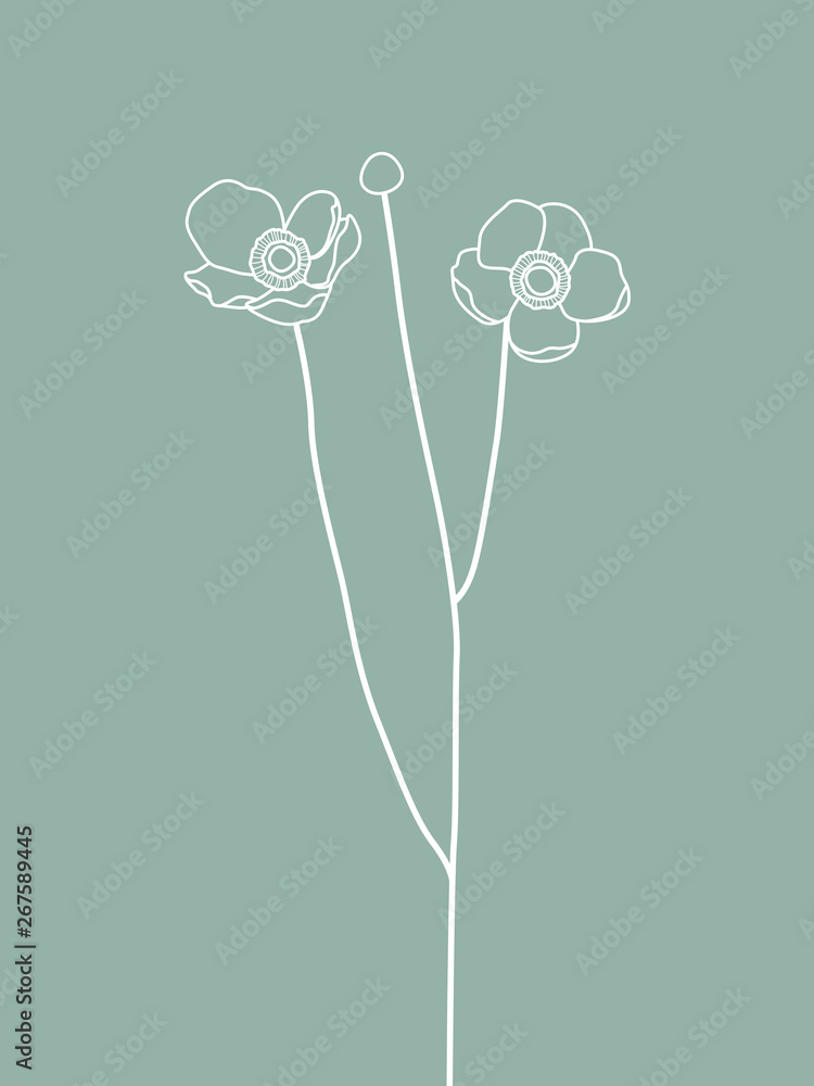 Fototapeta White Anemone Flower Line Design