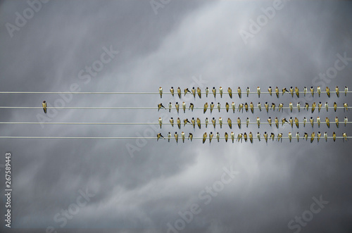 Tableau sur toile Individuality concept, birds on a wire, alone against mass
