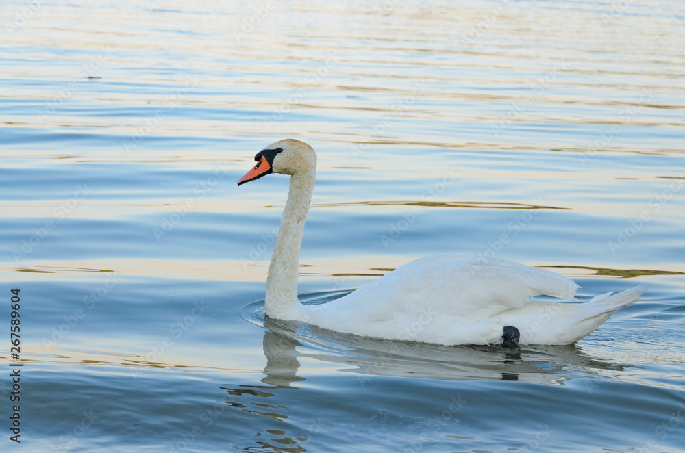 Naklejka premium Portrait of swimming single swan bird on water surface
