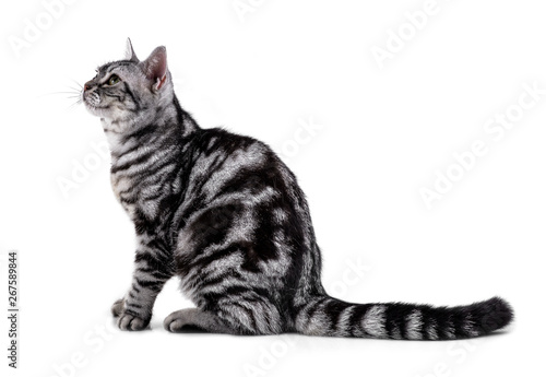 American Shorthair cat on white © supia